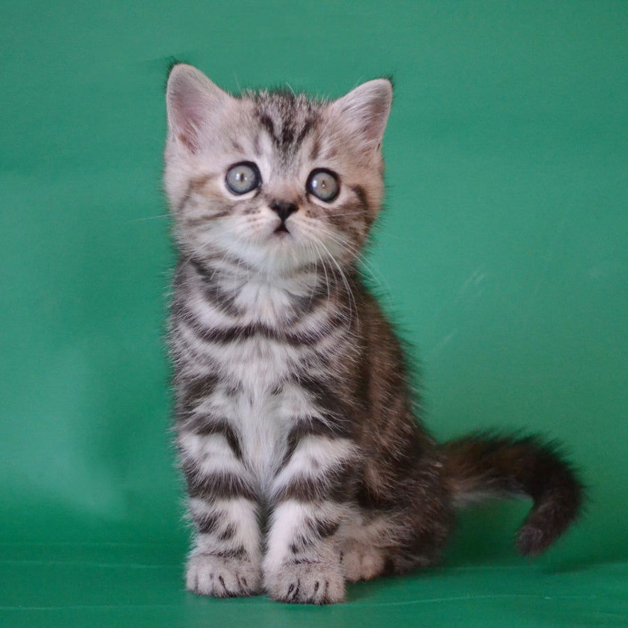 Ola Scottish Straight female, black tortie silver tabby