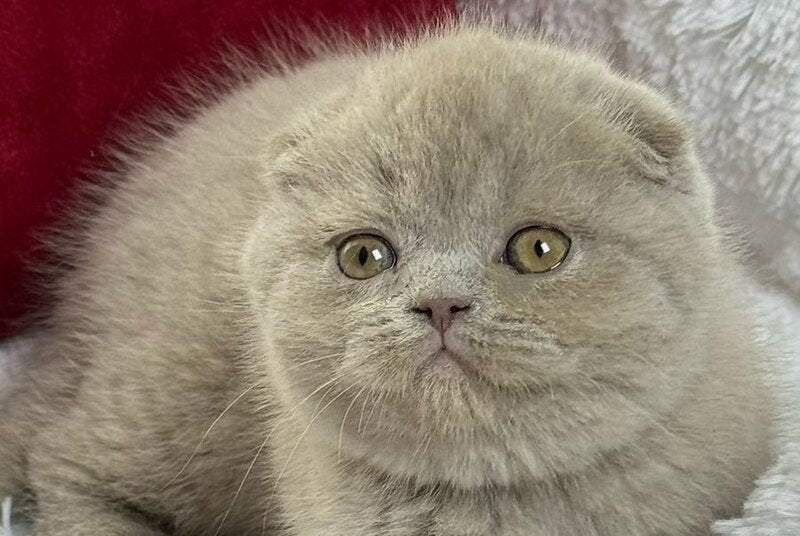 Boris Scottish Fold male, lilac
