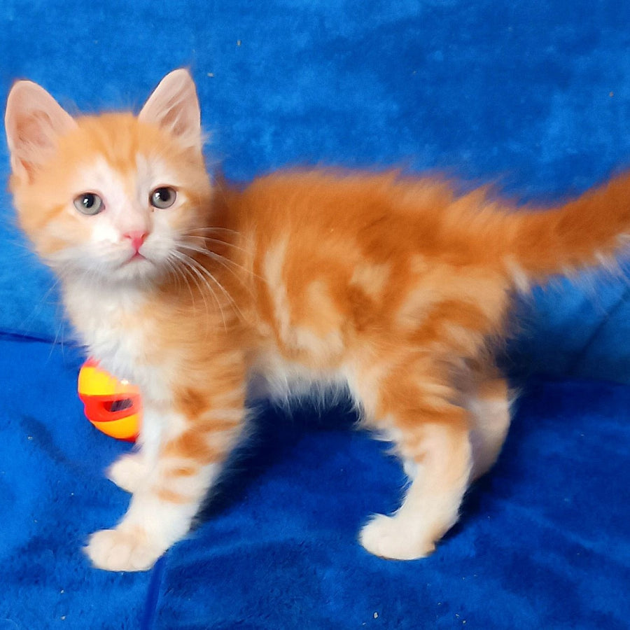 Elizabet Siberian female, red tabby with white
