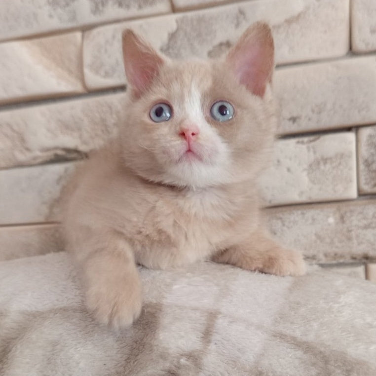 Keysy British Shorthair female, fawn tortie with white