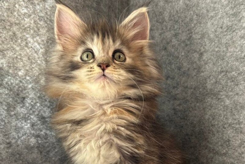 Asol Maine Coon polydactyl female black golden tabby - live animals
