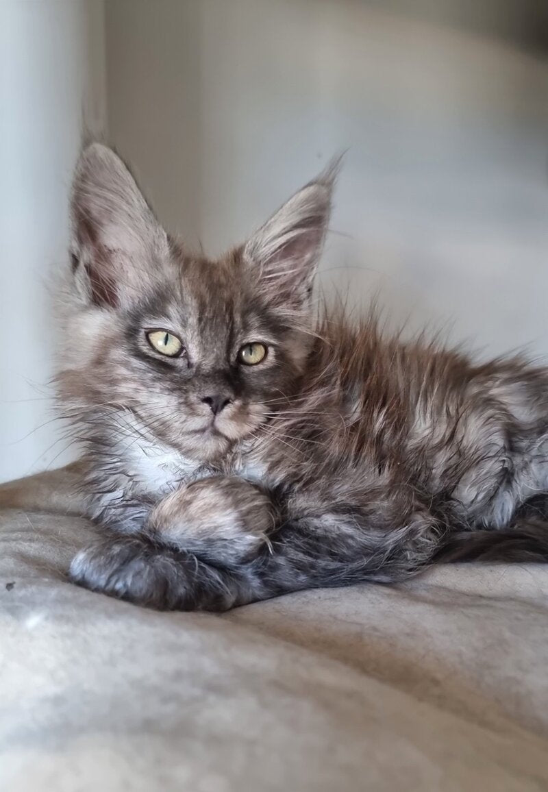 Cassia Maine Coon female black silver - live animals