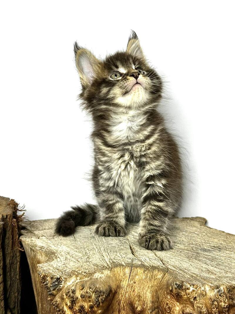 Jetta Maine Coon female black tabby - live animals