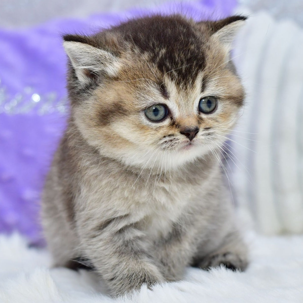 Knopka British Shorthair female, black ticked tabby