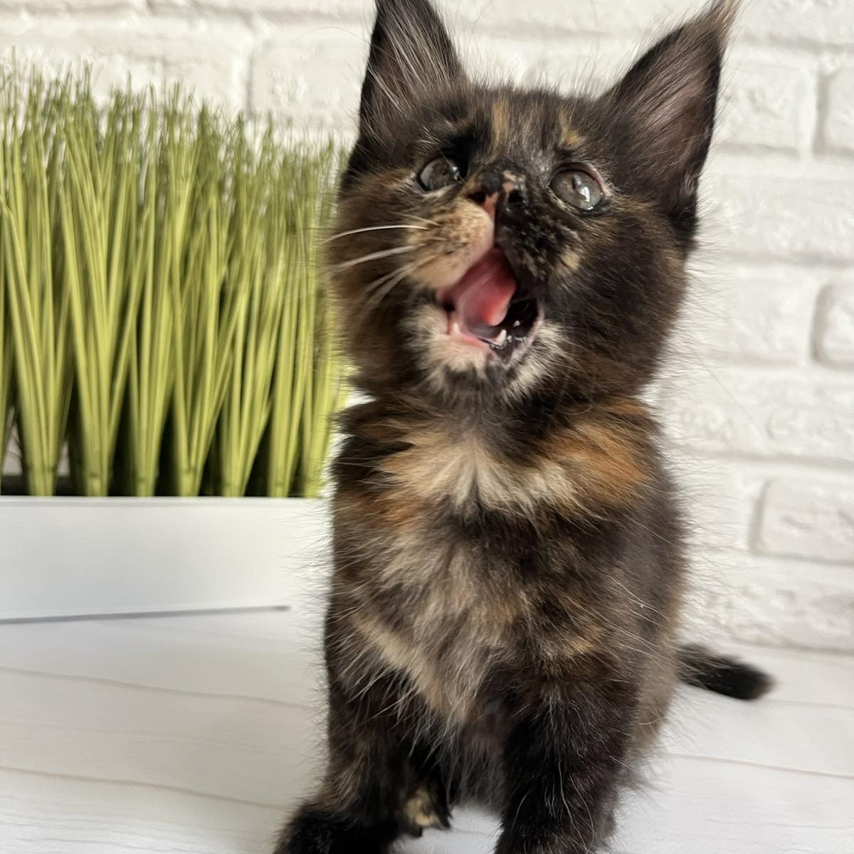 Karen Maine Coon female, black tortie