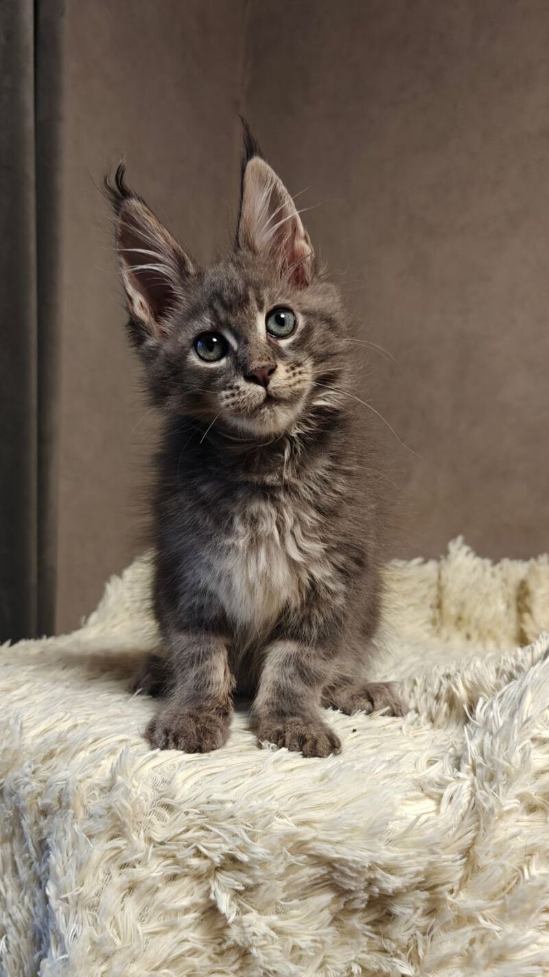 Skywalker Maine Coon male blue silver tabby - live animals