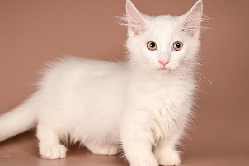 Anetta Munchkin female, white