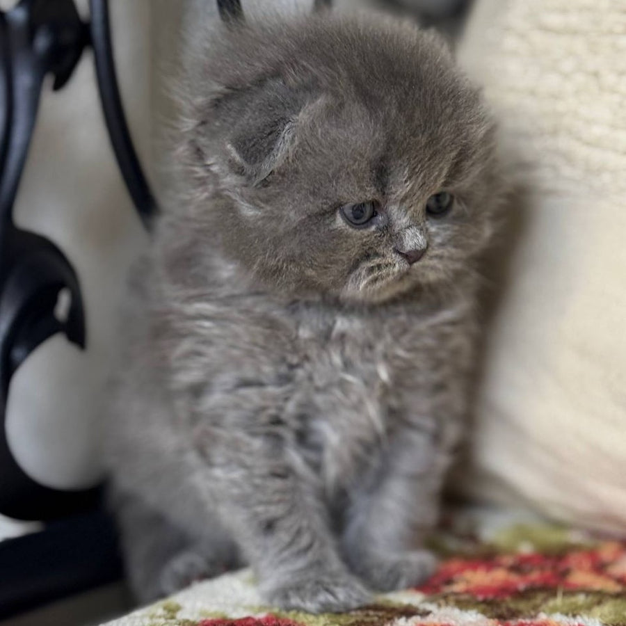 Bobby Scottish Fold female, black silver shaded