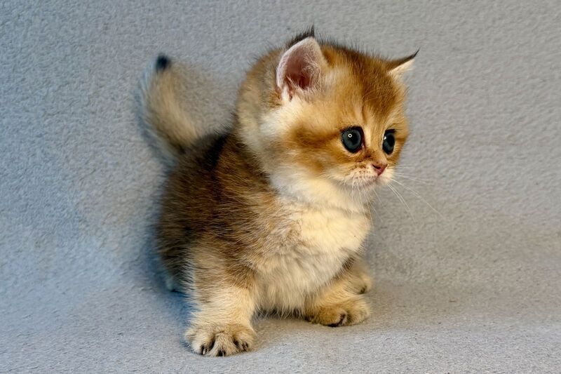 Lumiq Munchkin male black golden ticked tabby - live animals