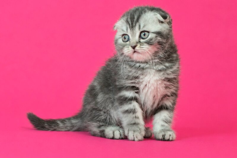Tina Scottish Fold female, blue tabby