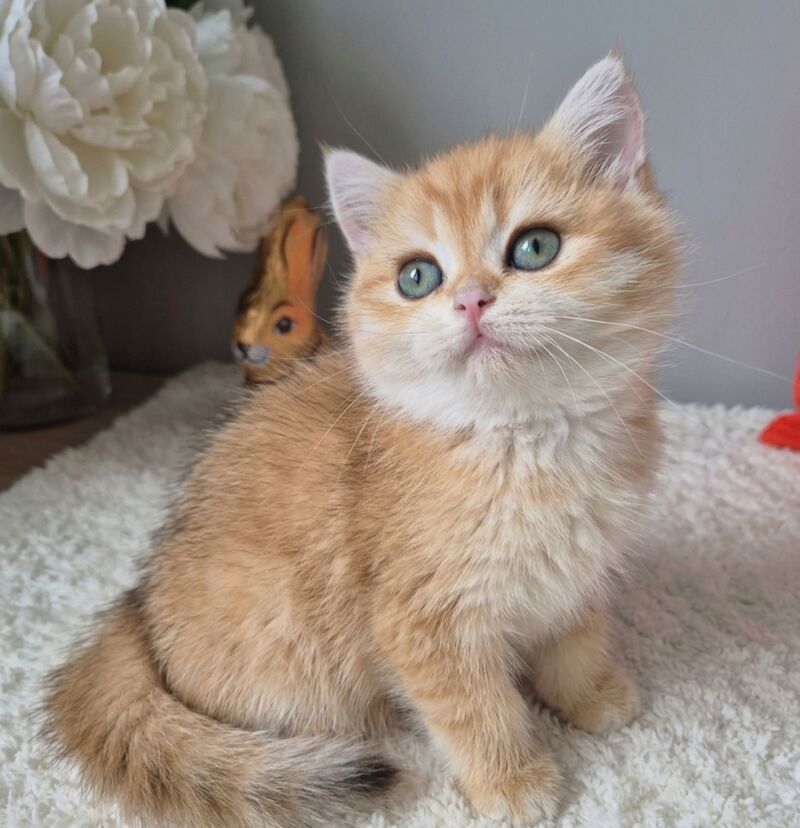 Midas British Shorthair male black golden chinchilla - live animals