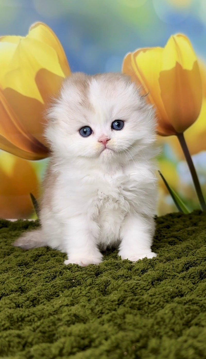 Irwin Scottish Fold male chocolate silver chinchilla - live animals