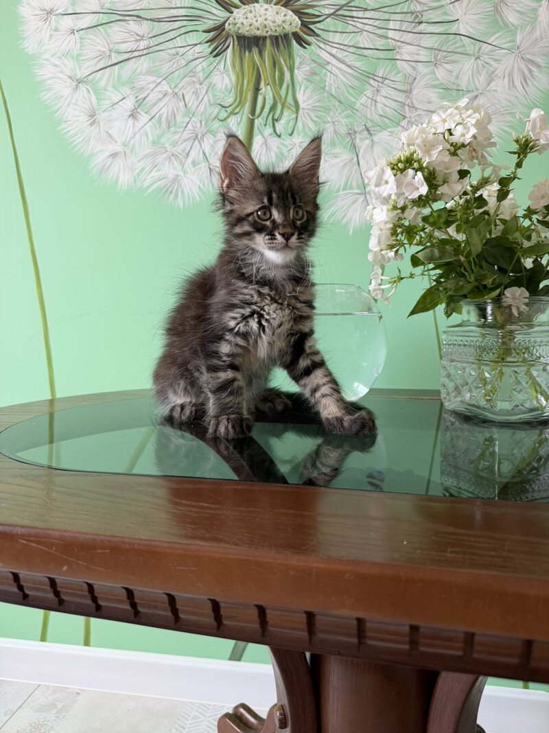 Tik-Tok Maine Coon male, black spotted tabby