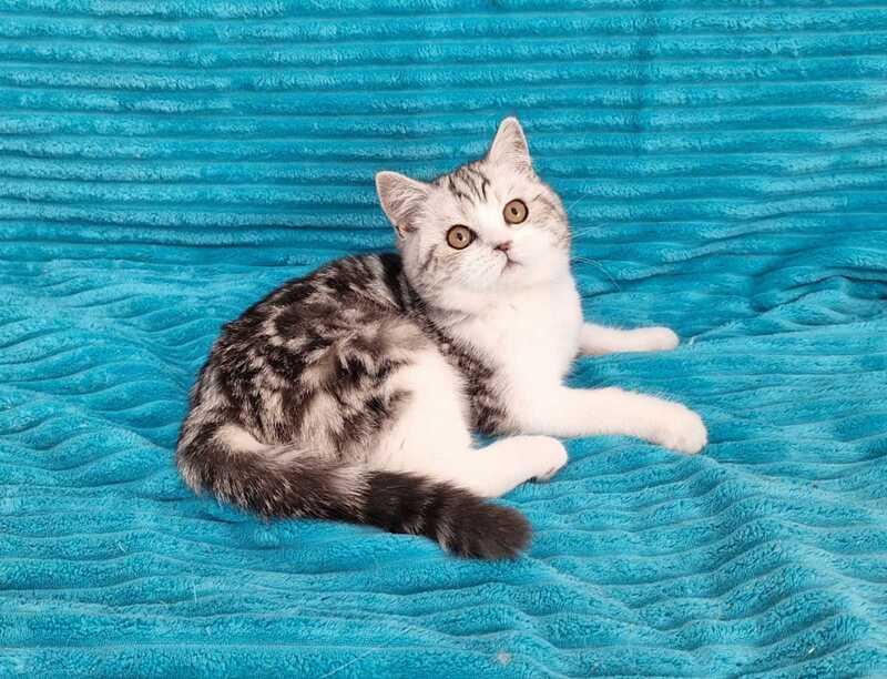 Zira Scottish Straight female black silver tabby bicolour live animals