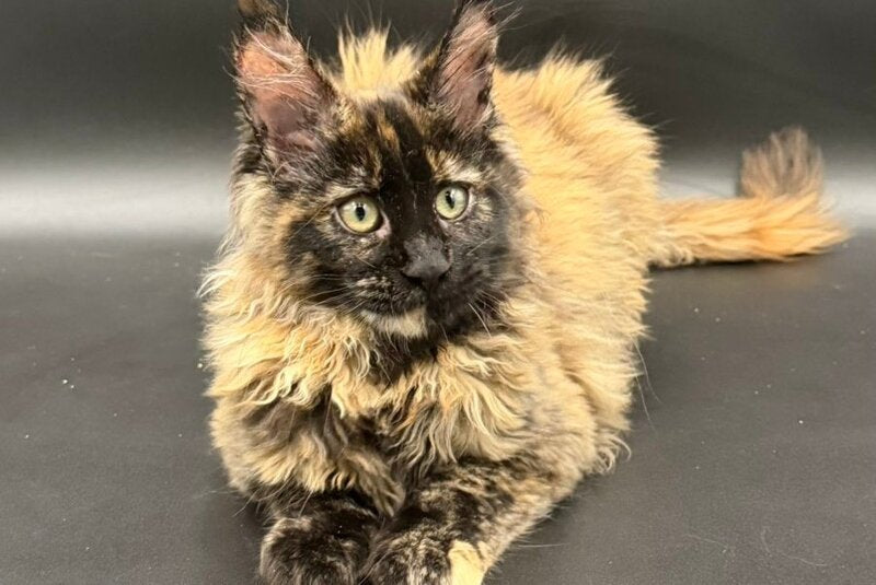 Wetta Maine Coon female, black tortie