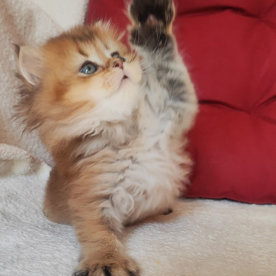 Yudjin Scottish Straight male, black golden ticked tabby