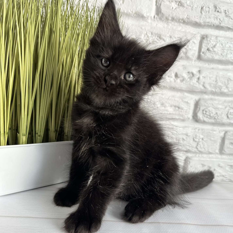 Jasper Maine Coon male, black