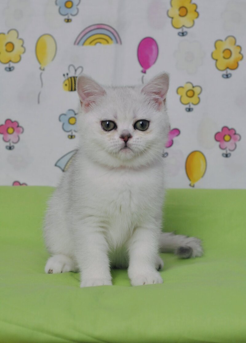 Kleo British Shorthair female black golden shaded - live animals