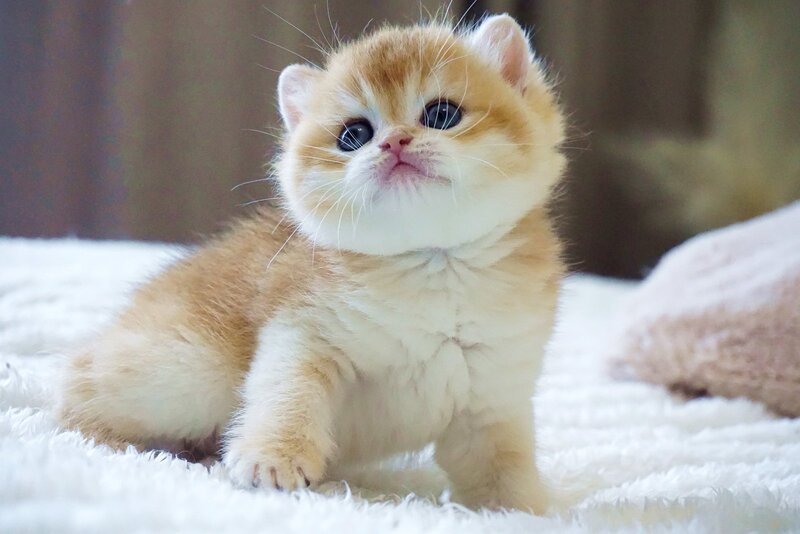 Deni British Shorthair male, black golden chinchilla
