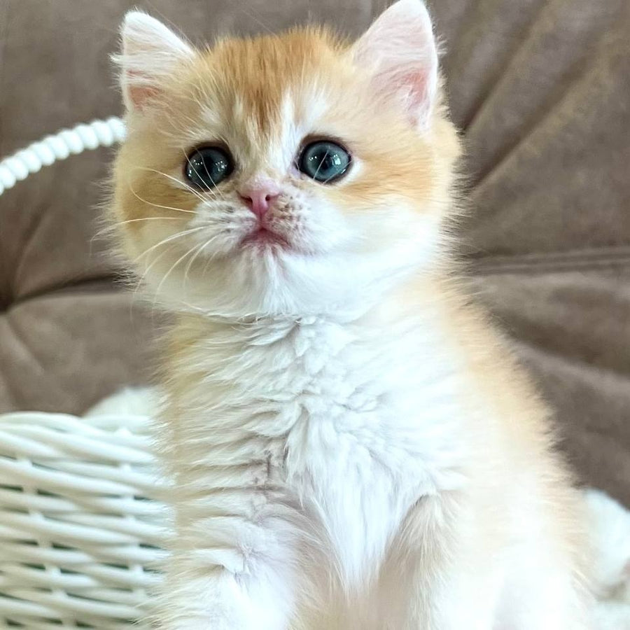Zhorik British Shorthair male, black golden chinchilla