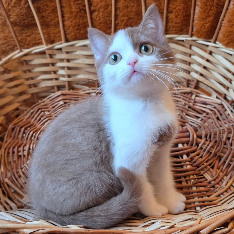 Beiley British Shorthair male, cinnamon bicolour
