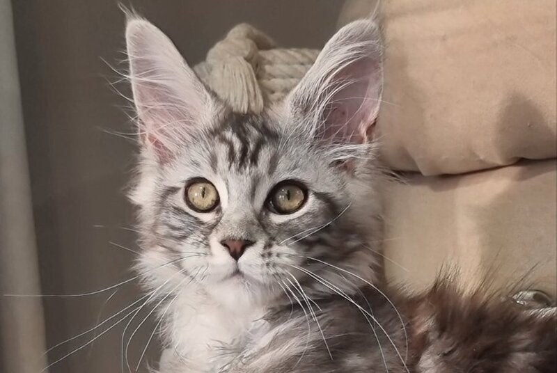 Clinta Maine Coon female black silver tabby - live animals