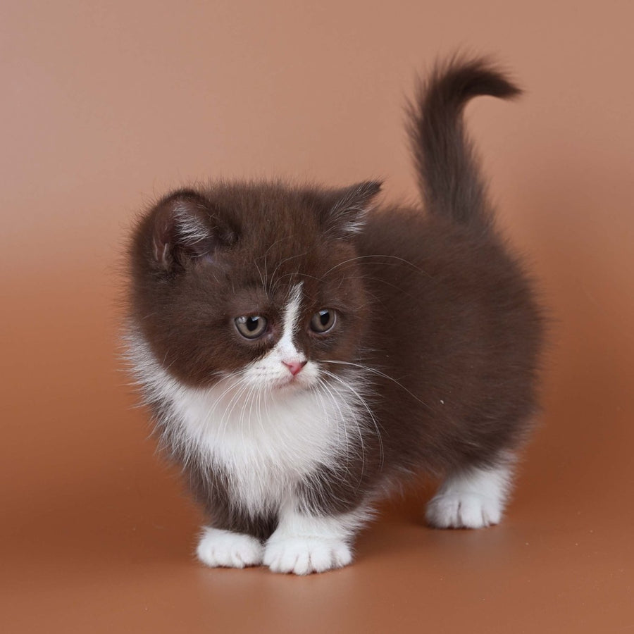 Ivanka Munchkin female, chocolate bicolour