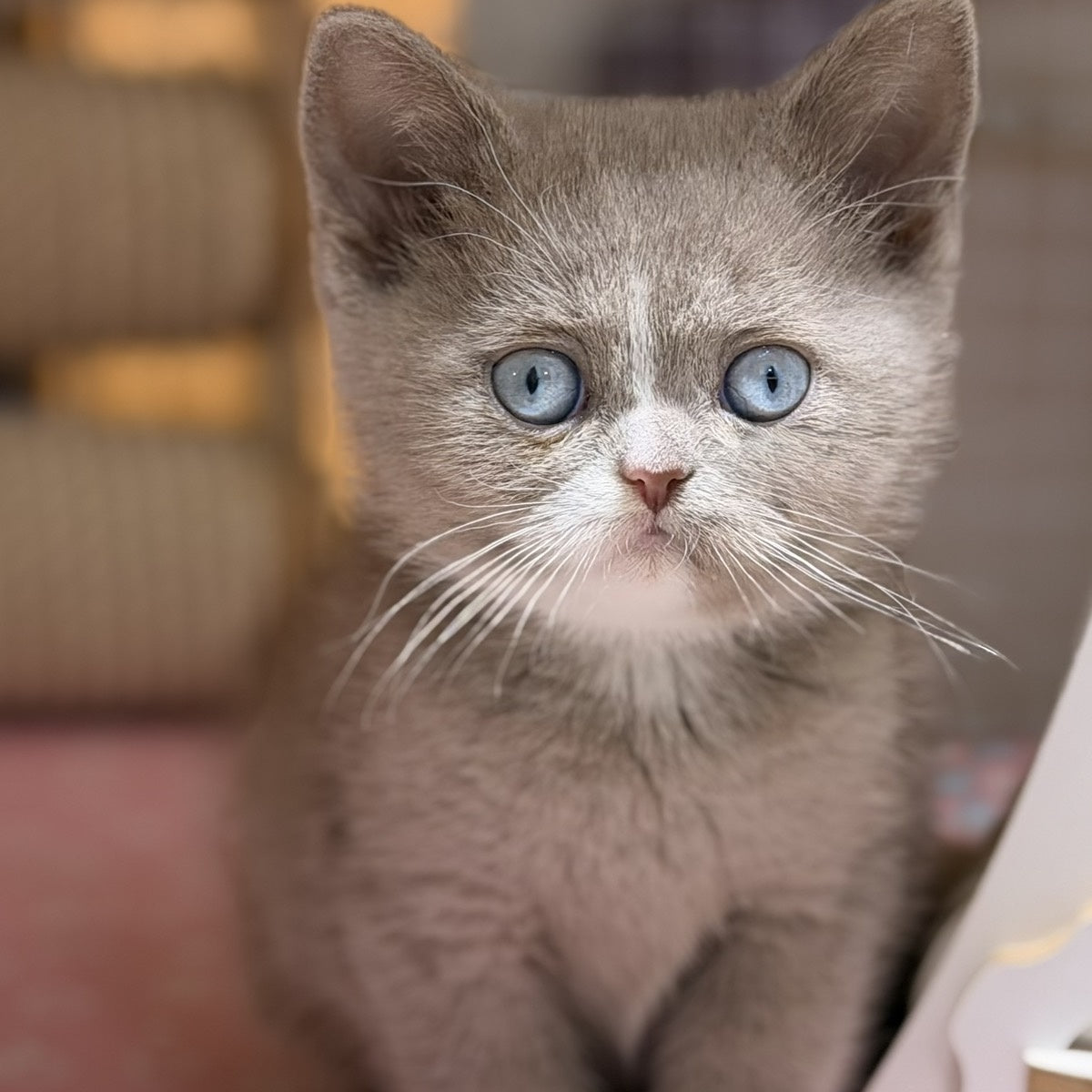 Solena British Shorthair female, lilac with white
