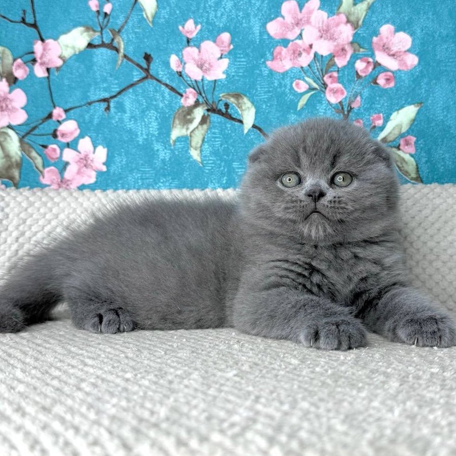 Kevin Scottish Fold male, blue