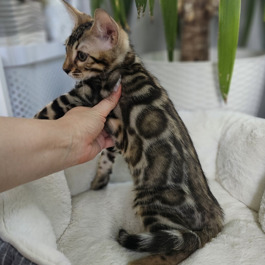 Titan Bengal male, black spotted tabby