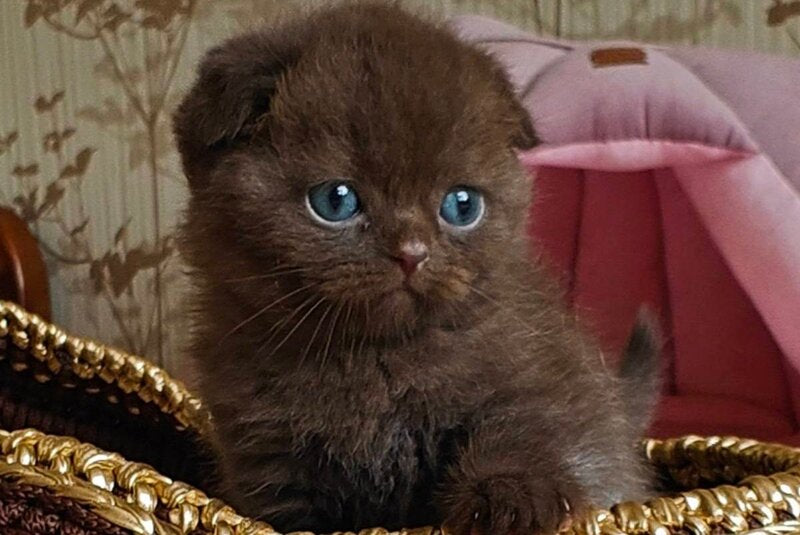 Unikum Scottish Fold male, chocolate