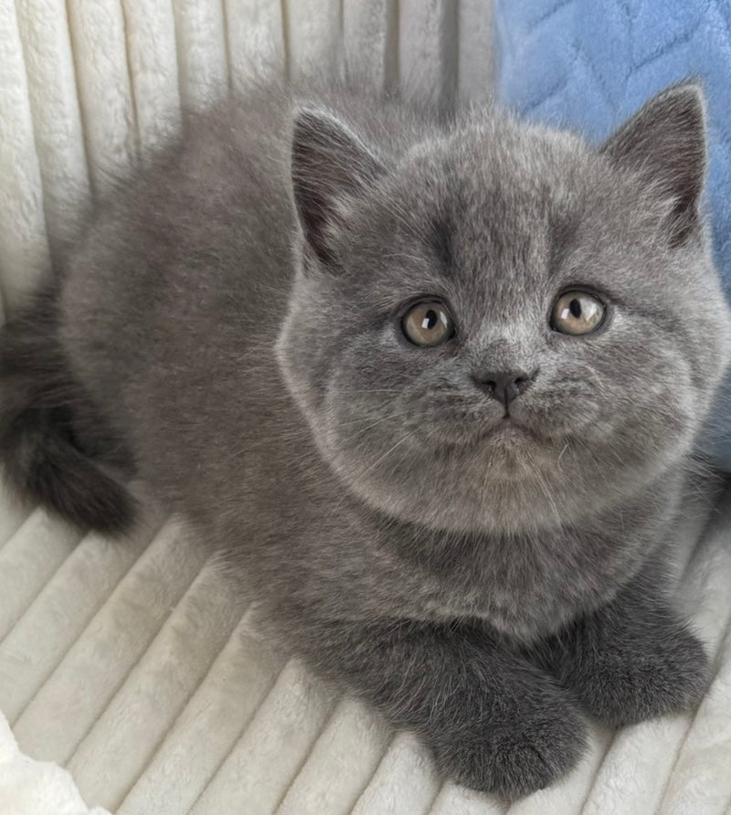 Austin Scottish Straight male, blue
