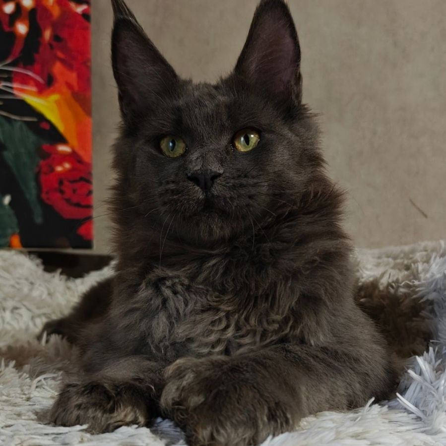 Zefir Maine Coon polydactyl 6x6x6x6 male, blue