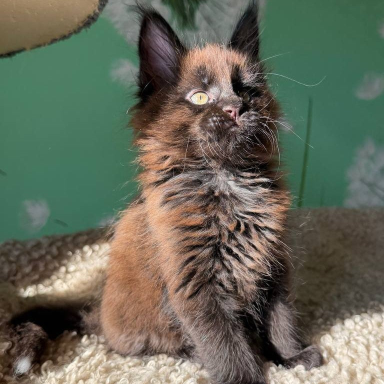 Arehie Maine Coon male, black with white