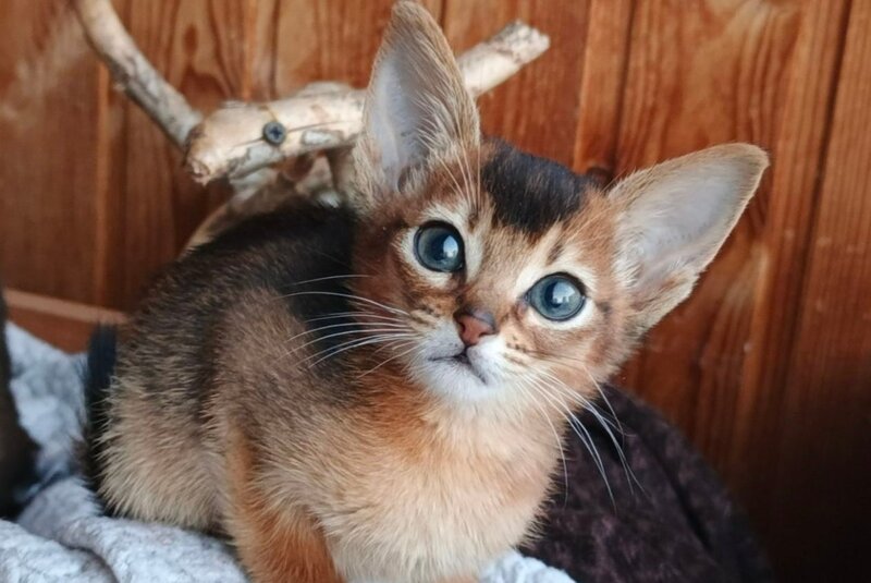 Grace Abyssinian female ruddy - live animals