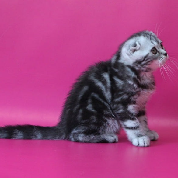 Sienna Scottish Fold female, black silver tabby
