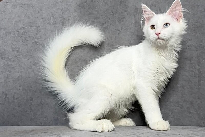 Pearla Maine Coon female, white