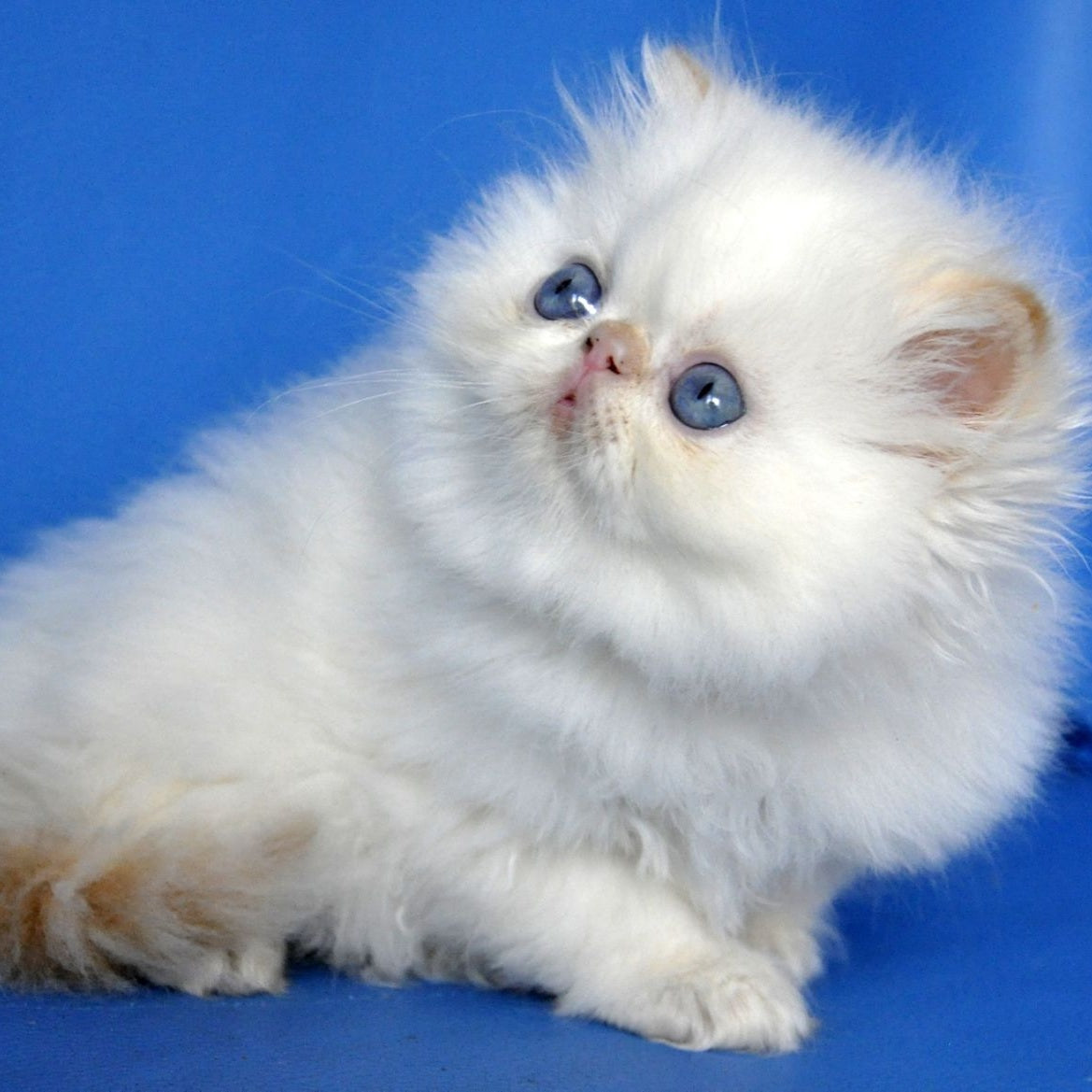 Sultan Persian male, red pointed