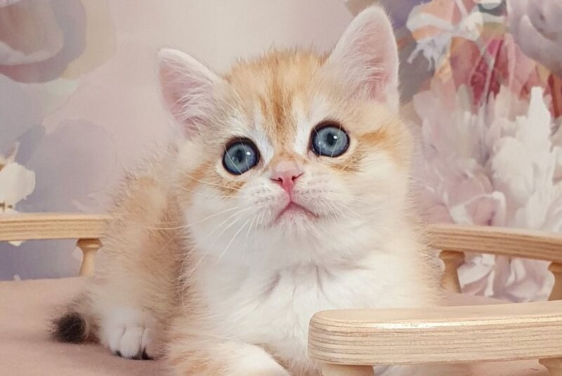 Ulman British Shorthair male, black golden spotted tabby