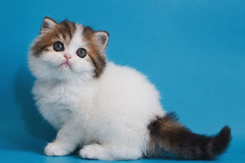 Vesnushka Scottish Straight female black tabby van - live animals