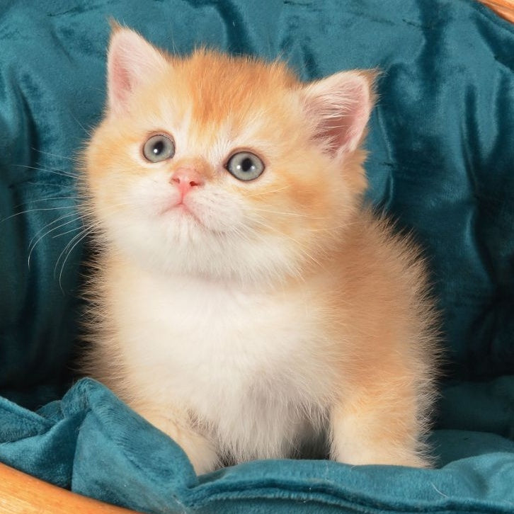Pashtet British Shorthair male, cinnamon golden chinchilla