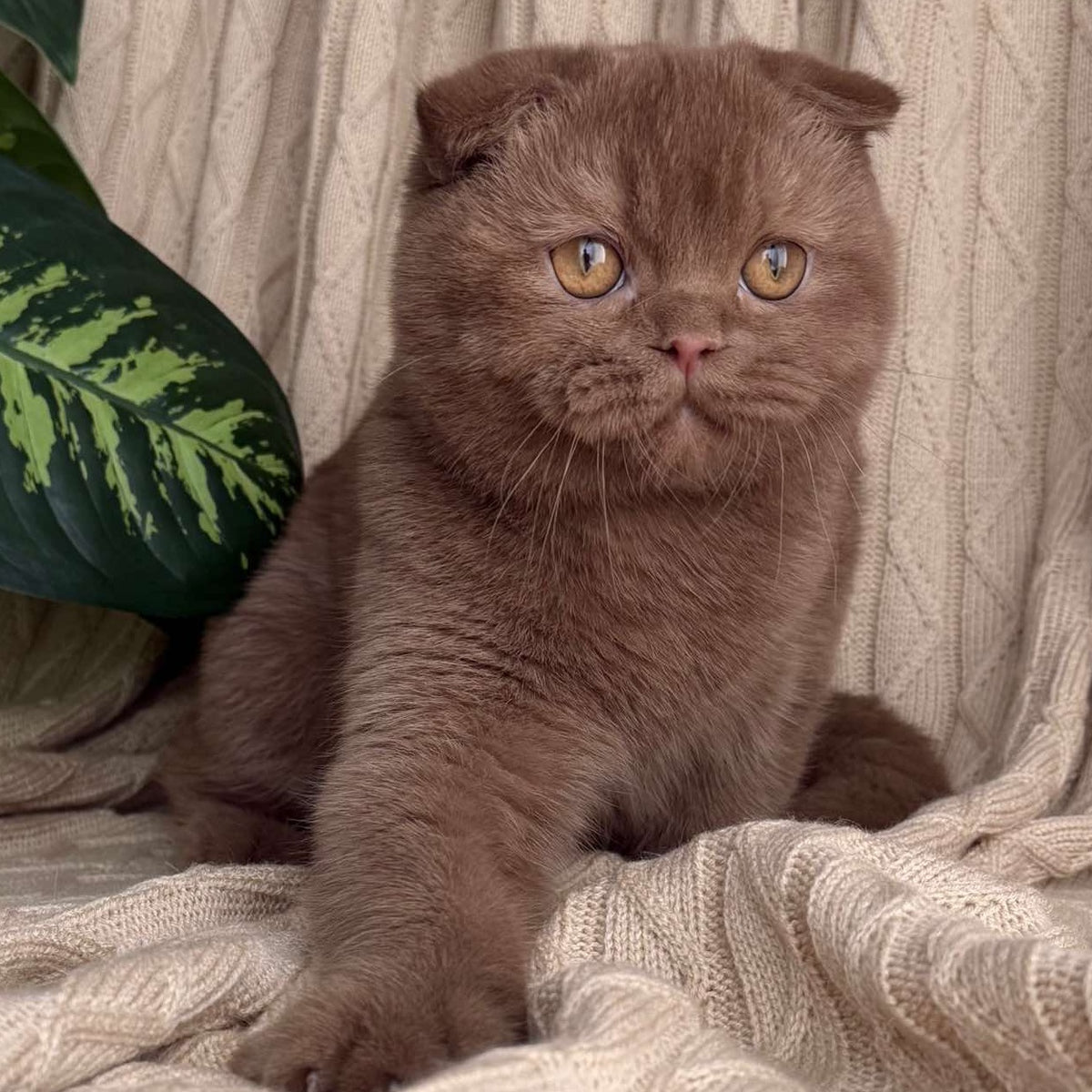 Oscar Scottish Fold male, cinnamon