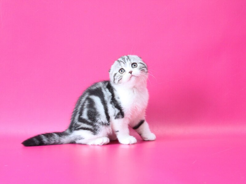 Rihanna Scottish Fold female black silver tabby bicolour live animals