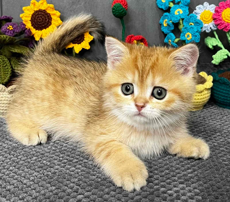 Jenny Scottish Straight female black golden spotted tabby live animals