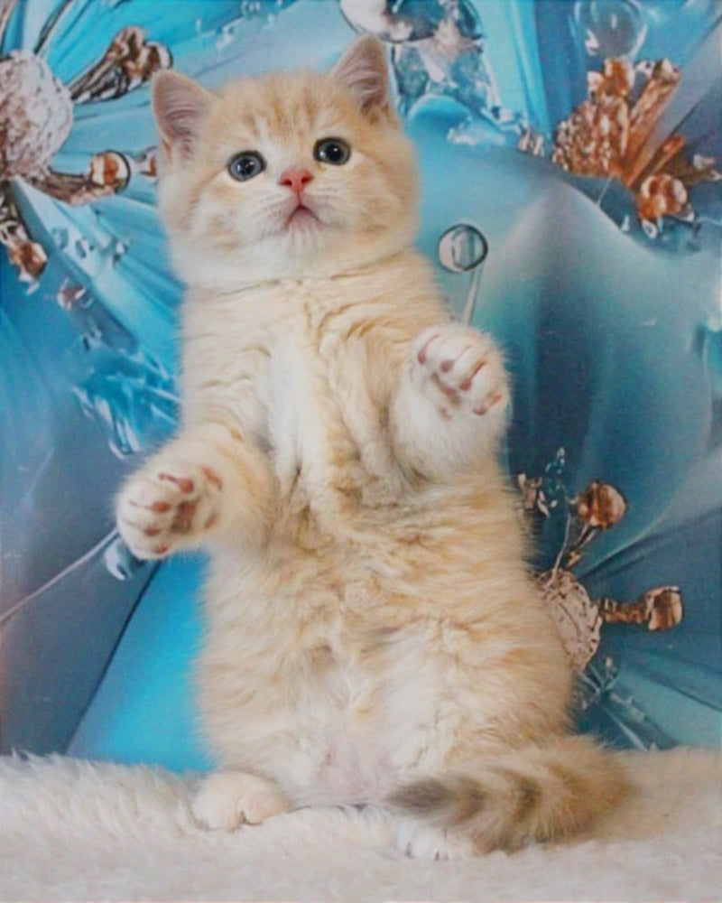 Gucci British Shorthair male, lilac golden shaded