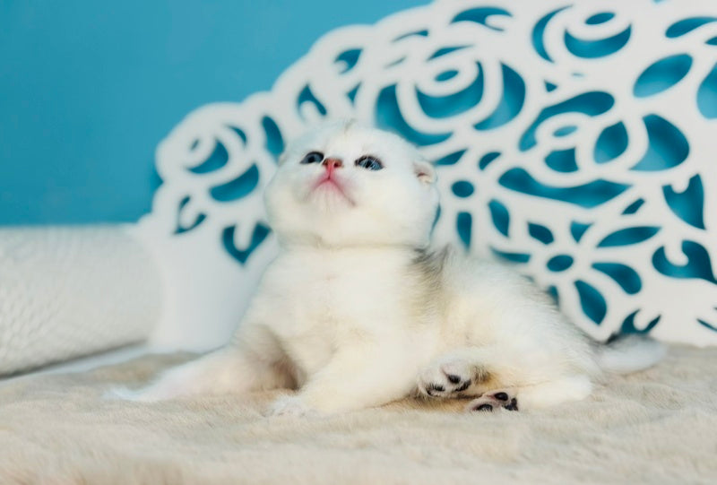 Winny Scottish Fold male black silver chinchilla - live animals