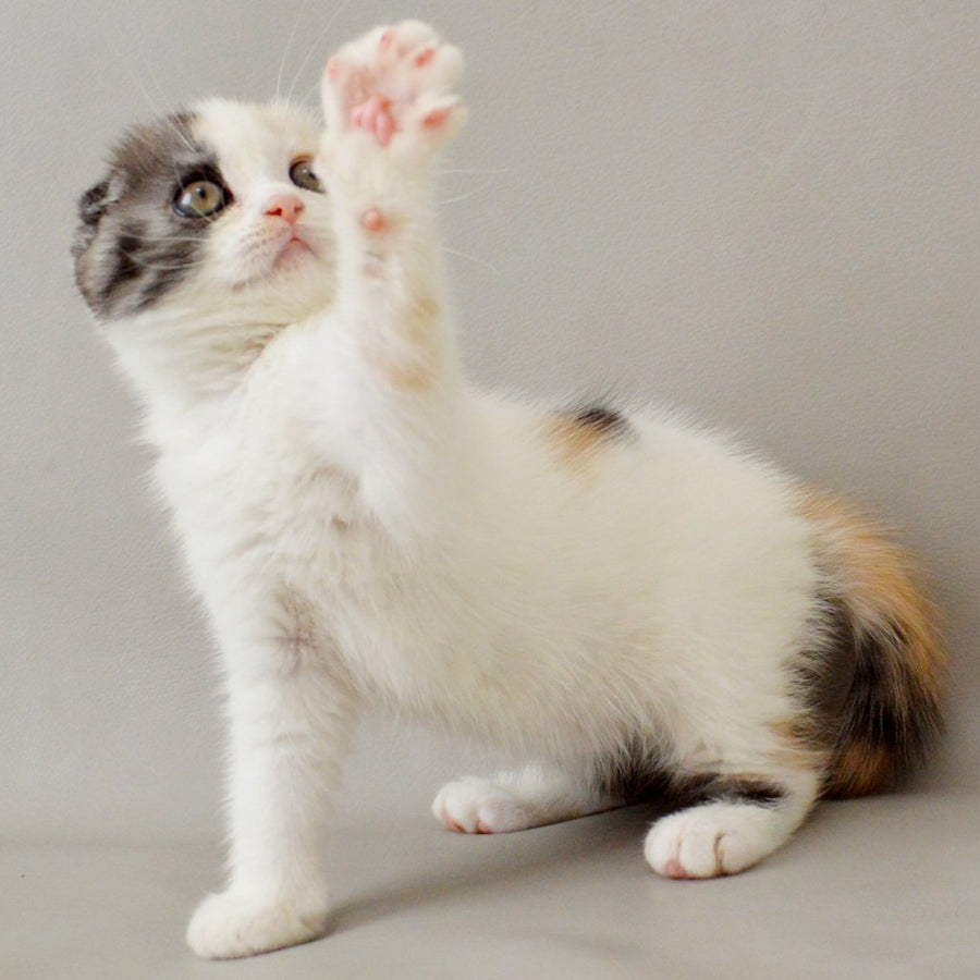 Wyomy Scottish Fold female, black tortie silver tabby van