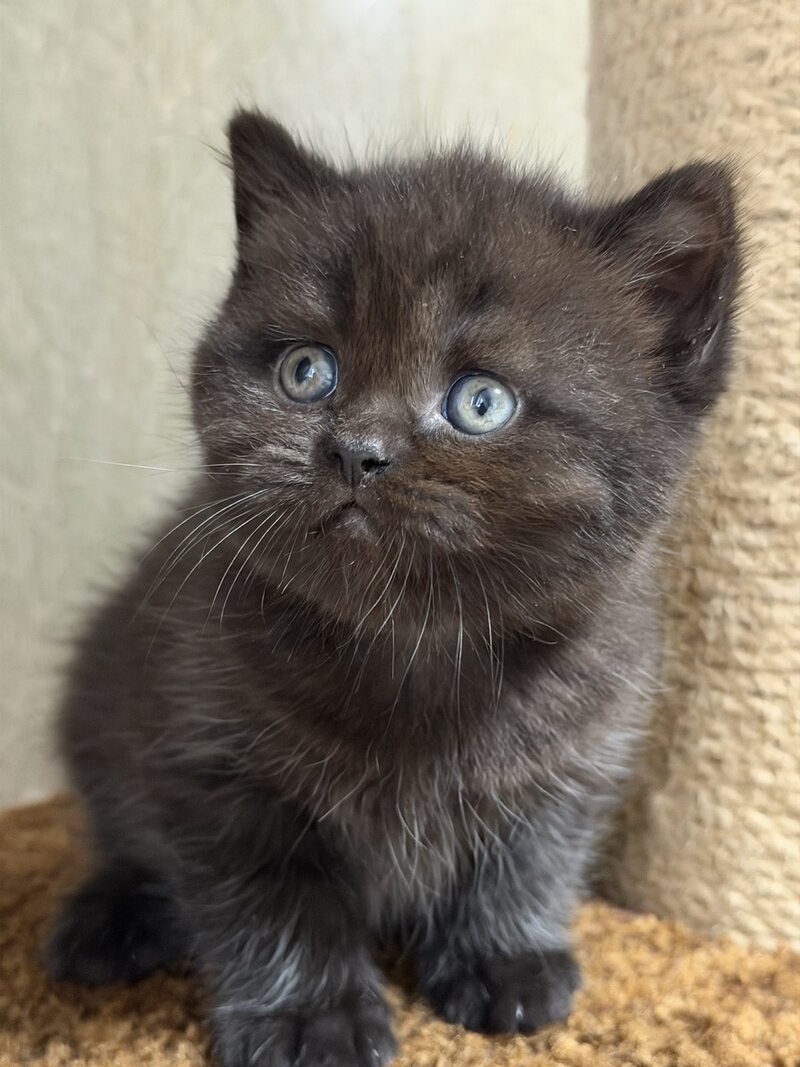 Arny Scottish Straight male black - live animals