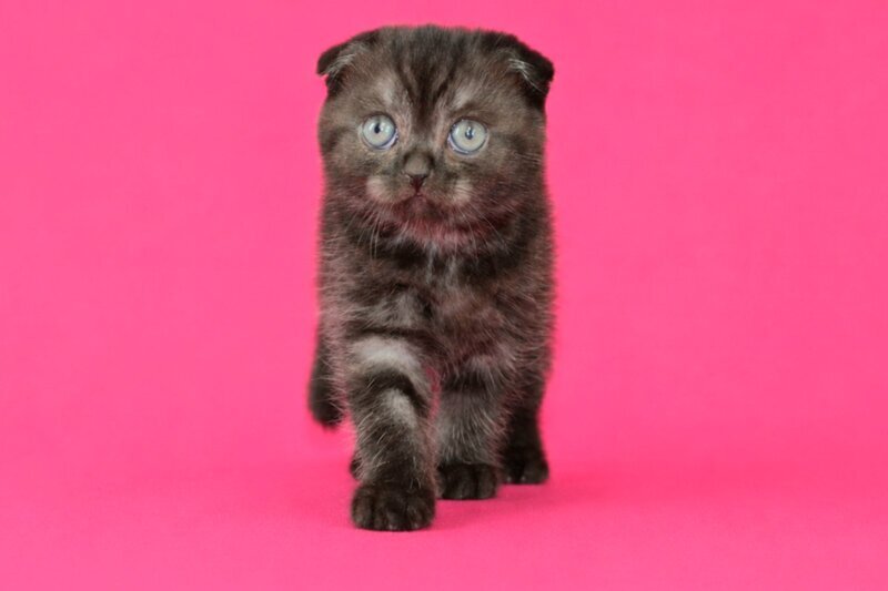 Tonya Scottish Fold female, black silver