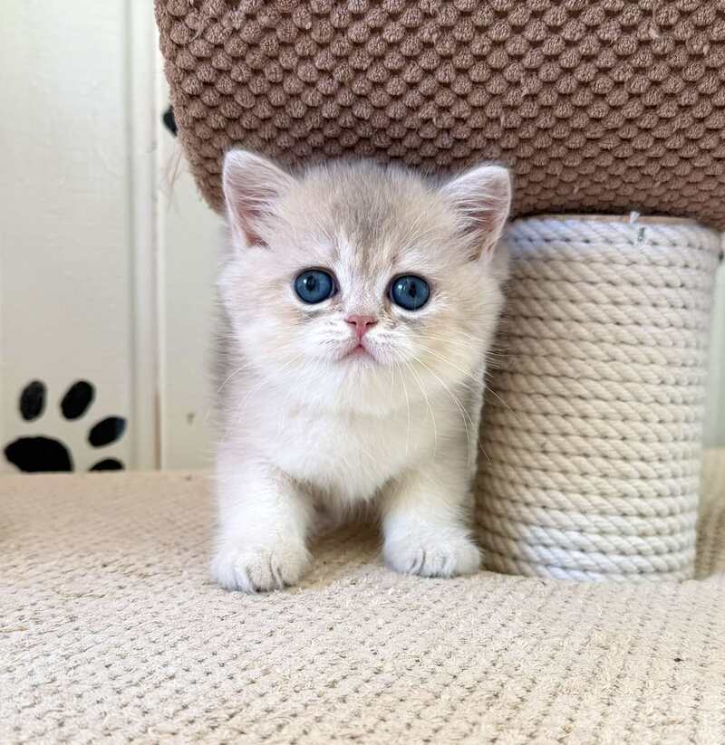 Caramelka British Shorthair female, blue golden shaded